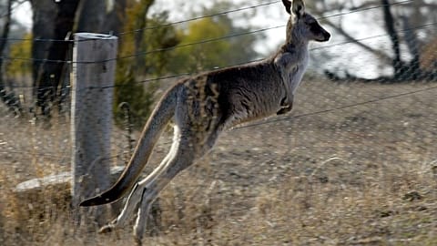 Wallabies mit Freiheitsdrang