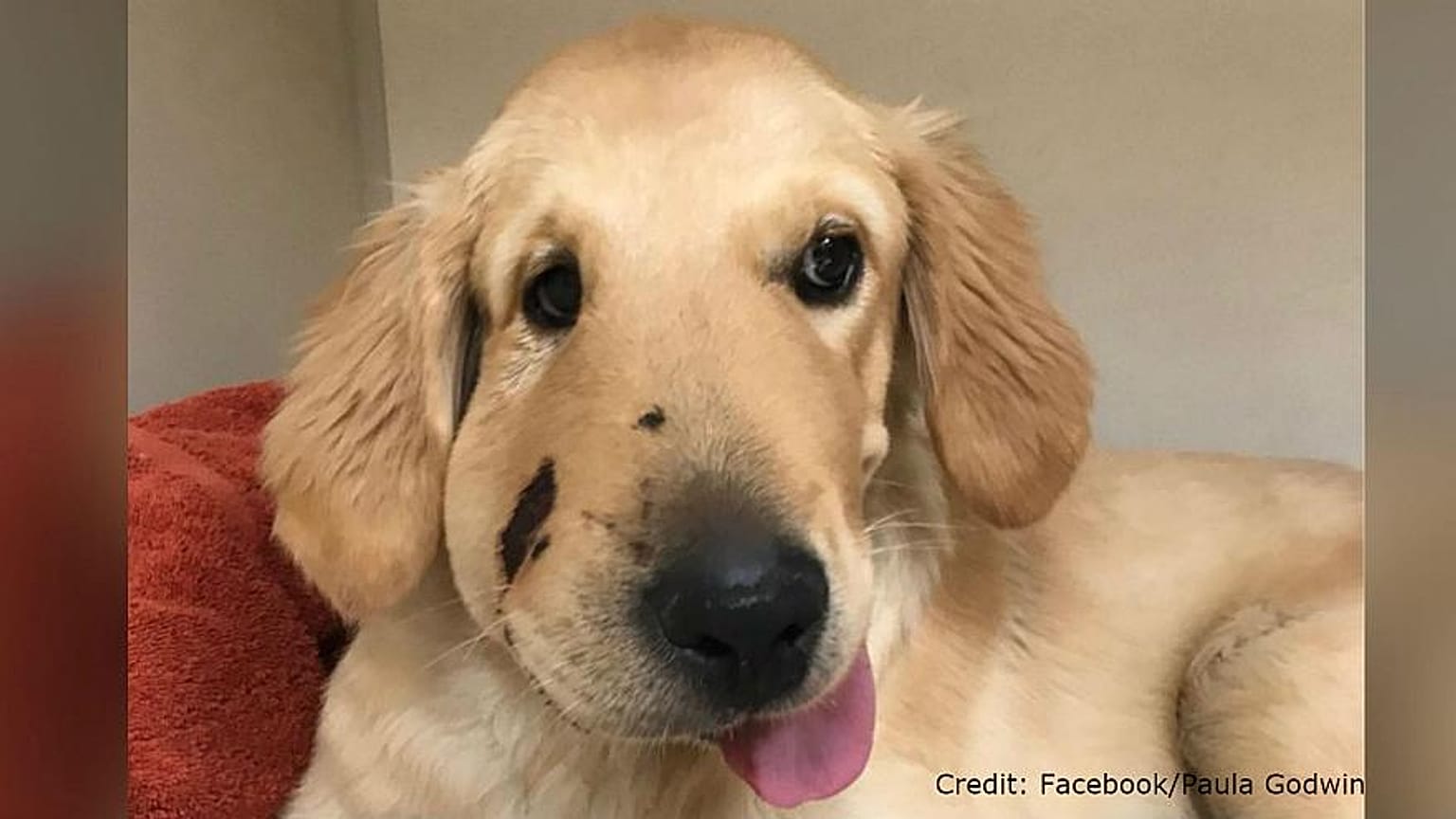 yılan tarafından sokulduktan sonra yavru köpek Todd