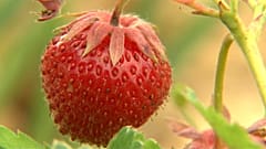 Овощи, которые живут на крыше