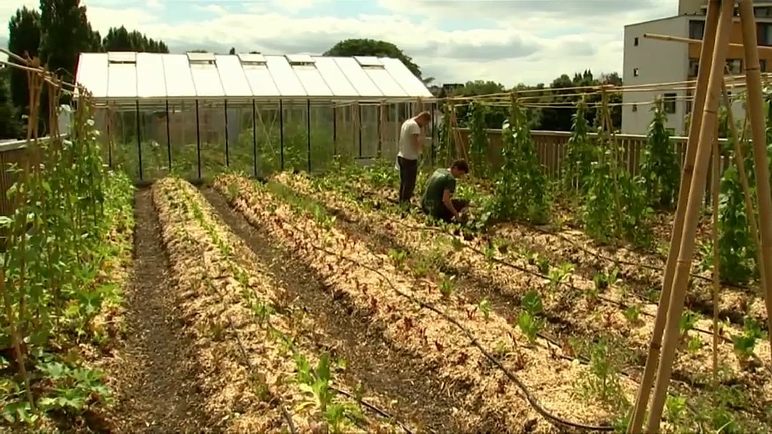 Supermercado planta horta no terraço