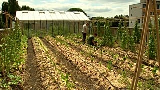 Venden productos cultivados en su tejado