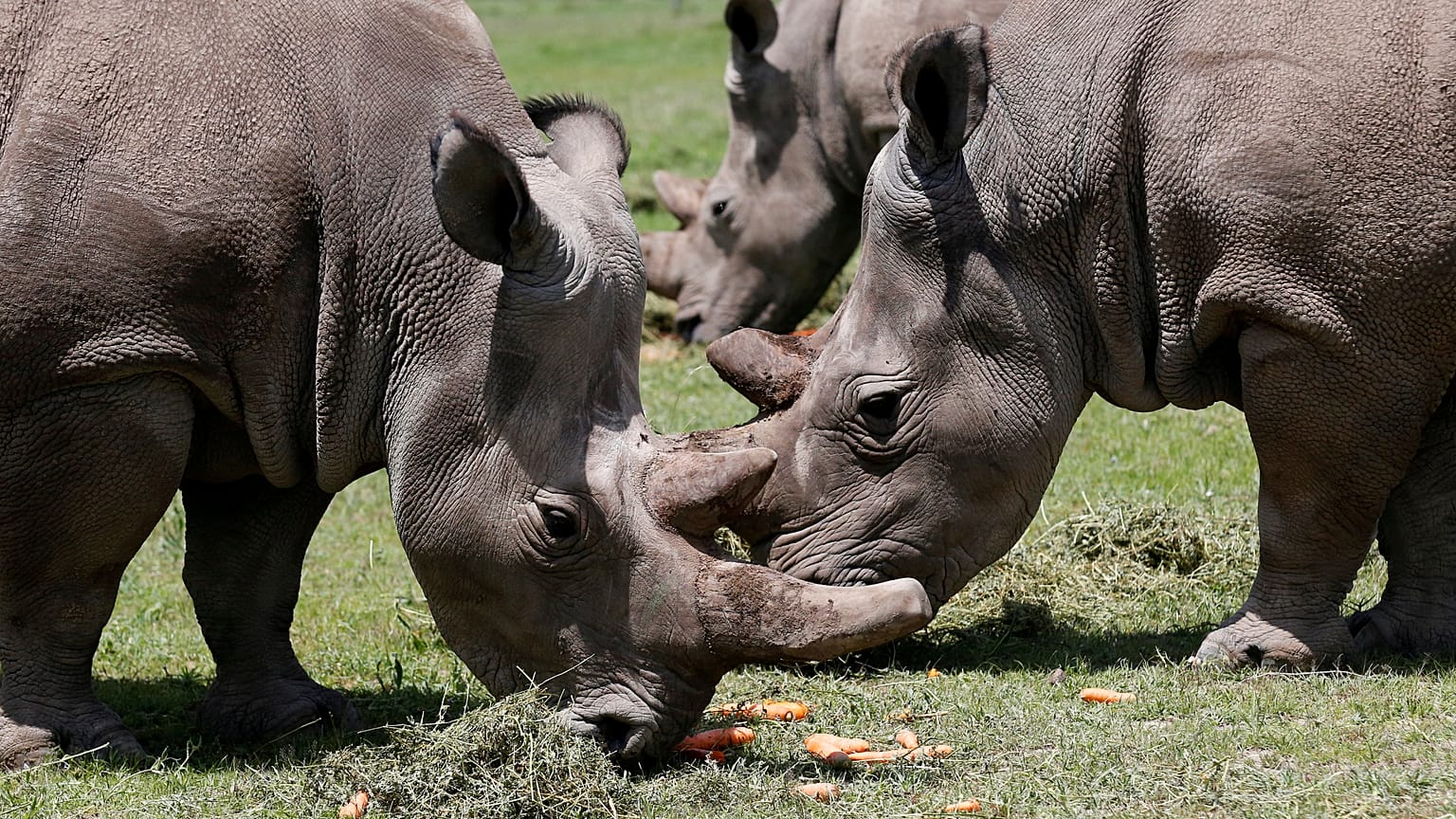 File photo of northern white rhinos in Kenya