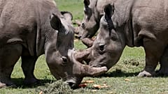 File photo of northern white rhinos in Kenya