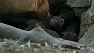 El zoo de Chester da la bienvenida a seis perros venadero