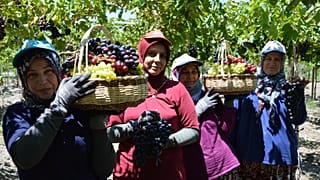 Türkiye’nin üzüm ambarı Manisa'da hasat hareketliliği 