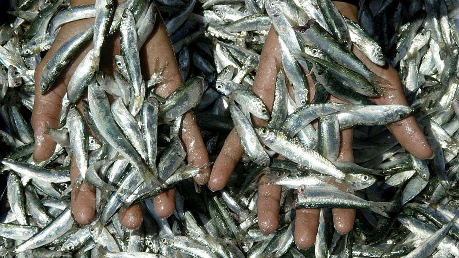 El Mediterráneo es el mar más sobreexplotado del mundo