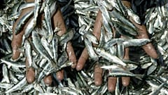 El Mediterráneo es el mar más sobreexplotado del mundo