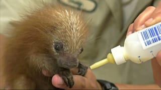 Un bebé de puercoespín de cola prensil en el zoo de Brookfield