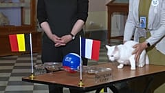 World Cup animals: From psychic pigs to a mystic octopus — they’ll never beat the deaf cat