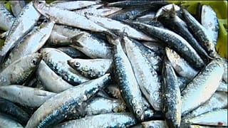 Sobrepesca ameaça mares da Europa