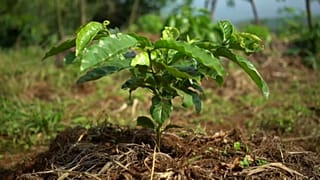 O café para a reflorestação no Monte Gorongosa