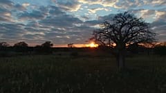 Os embondeiros milenares e as mudanças climáticas
