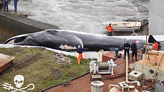 Iceland allows commercial whaling and sets a annual killing quota.