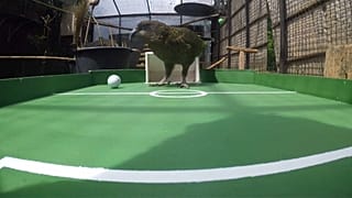 الببغاء نيوتن