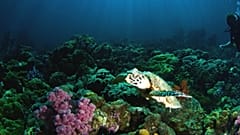 Growing herbs and vegetables under the sea