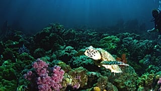 Growing herbs and vegetables under the sea