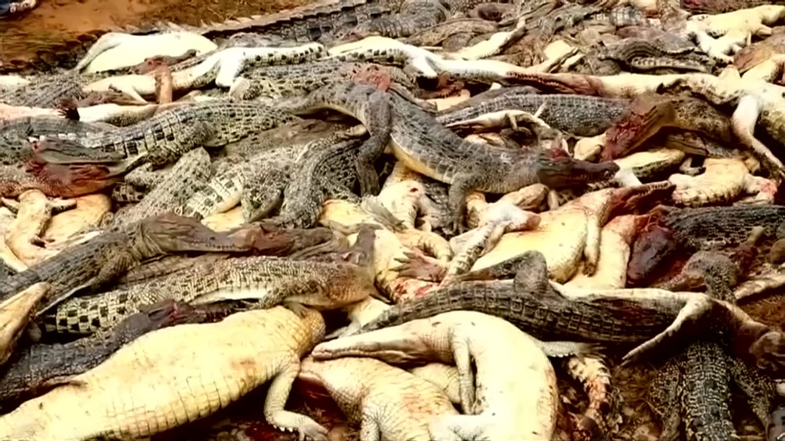 Matanza de cocodrilos por venganza en Indonesia