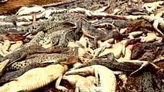 Matanza de cocodrilos por venganza en Indonesia
