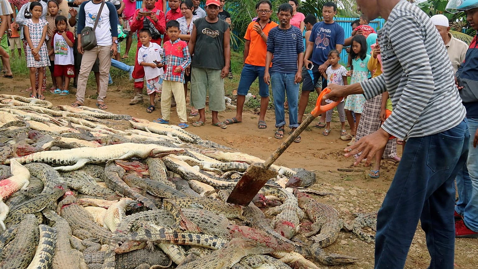 The bodies of crocodiles