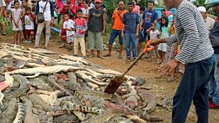 The bodies of crocodiles