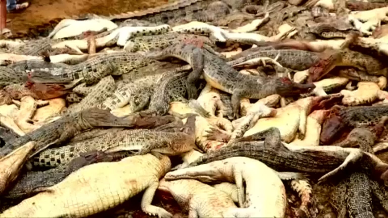 Σκότωσαν 300 κροκόδειλους για εκδίκηση