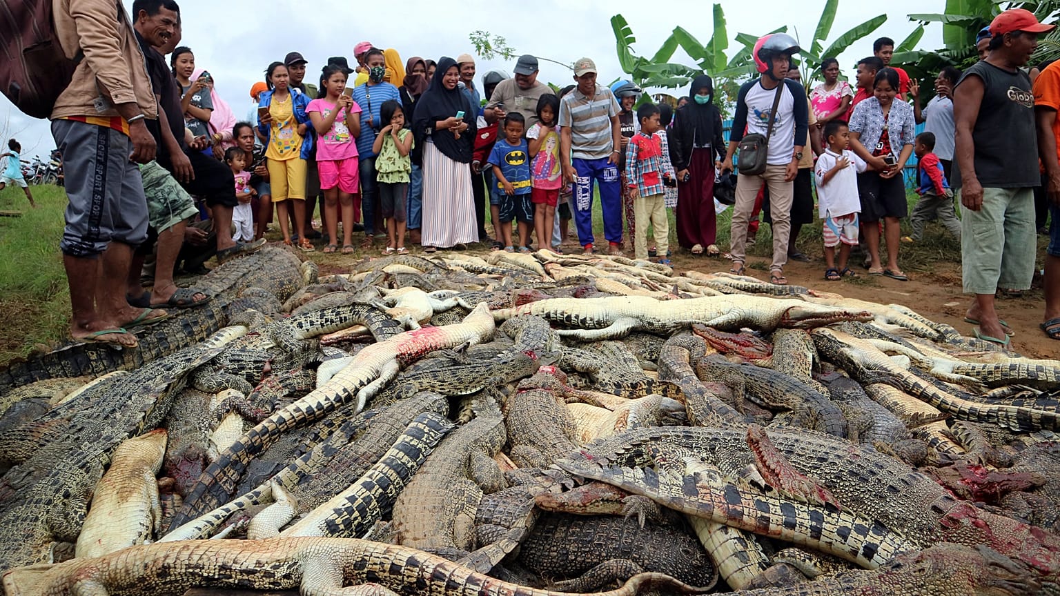 Indonésie : 300 crocodiles massacrés et incinérés, une vengeance...