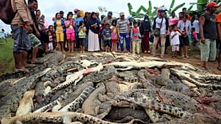 Indonésie : 300 crocodiles massacrés et incinérés, une vengeance...