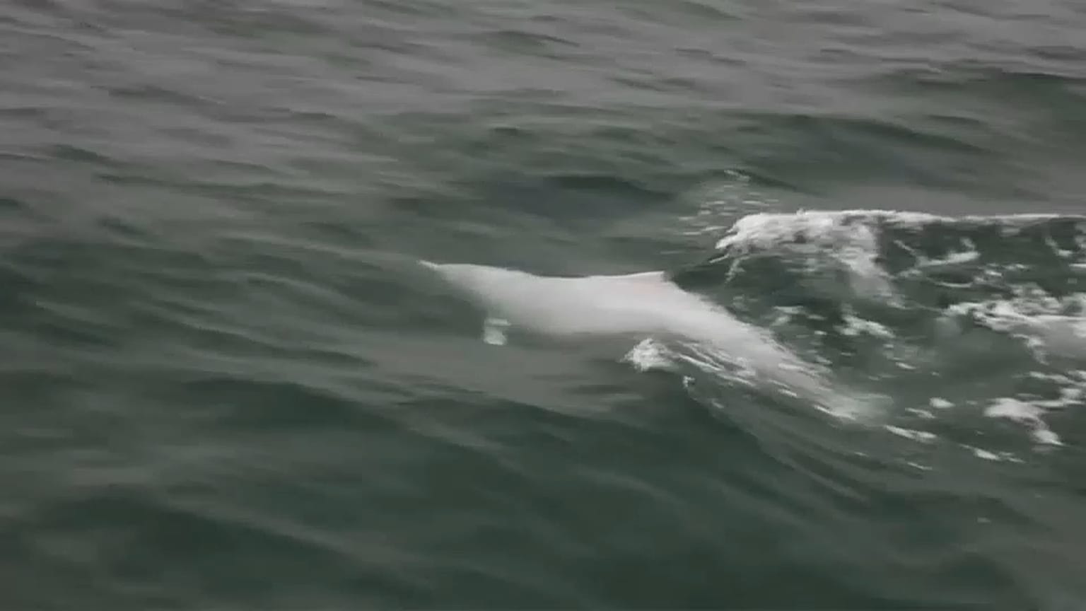 Hong Kong: un ponte mette a rischio la specie dei delfini bianchi