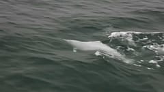 Hong Kong: un ponte mette a rischio la specie dei delfini bianchi
