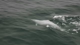 Hong Kong: un ponte mette a rischio la specie dei delfini bianchi