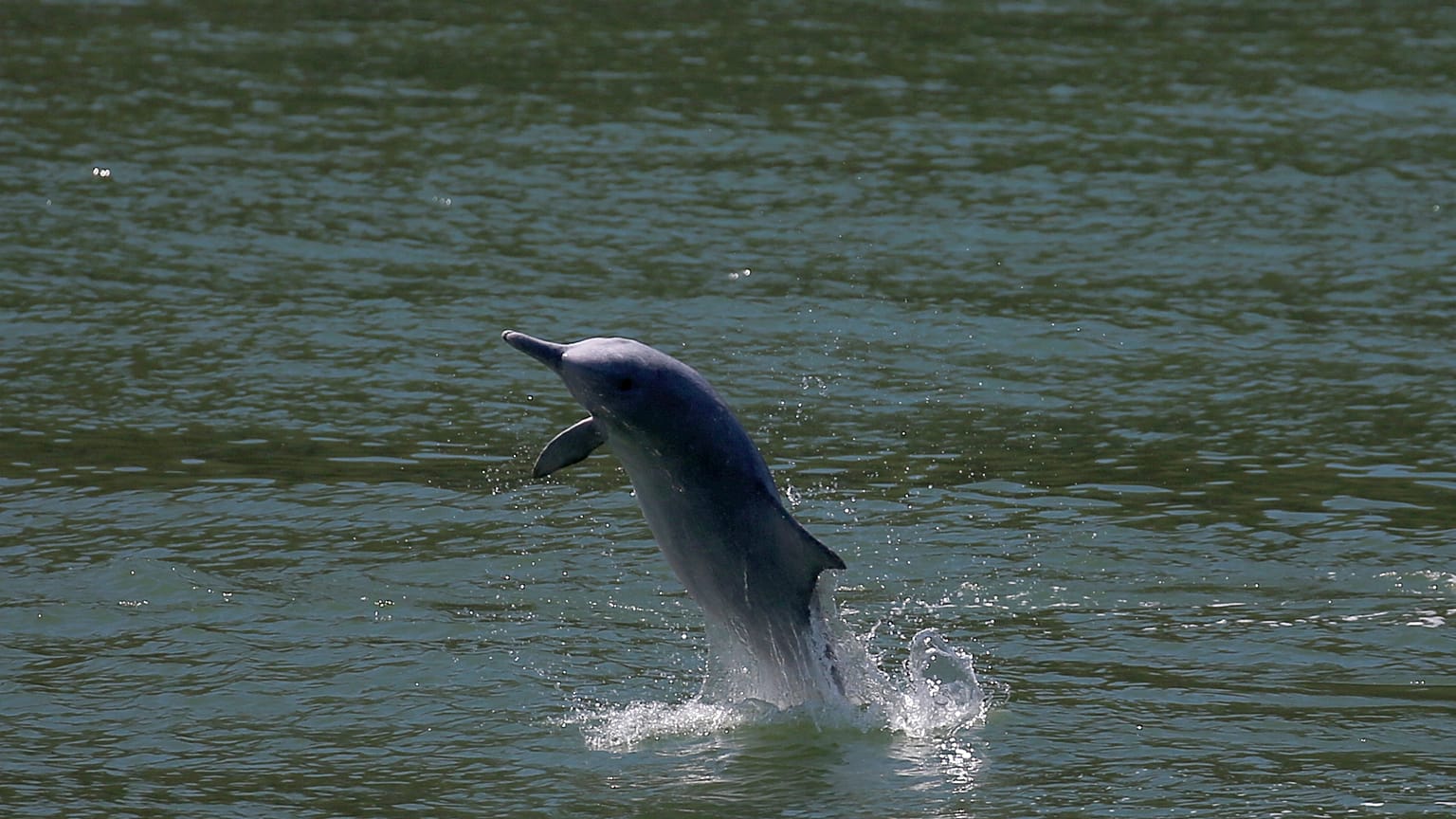 Ein weißer Delphin in Hong Kong
