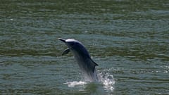 Ein weißer Delphin in Hong Kong
