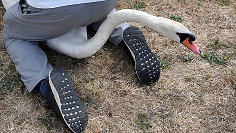 Queen's birds counted in annual 'Swan upping' 