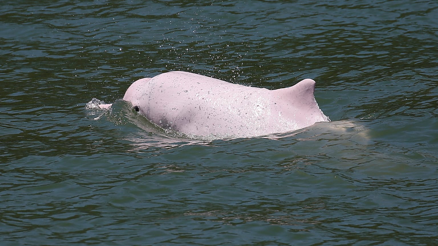 Hong Kong'u Çin'e bağlayan köprü pembe yunusları tehdit ediyor 