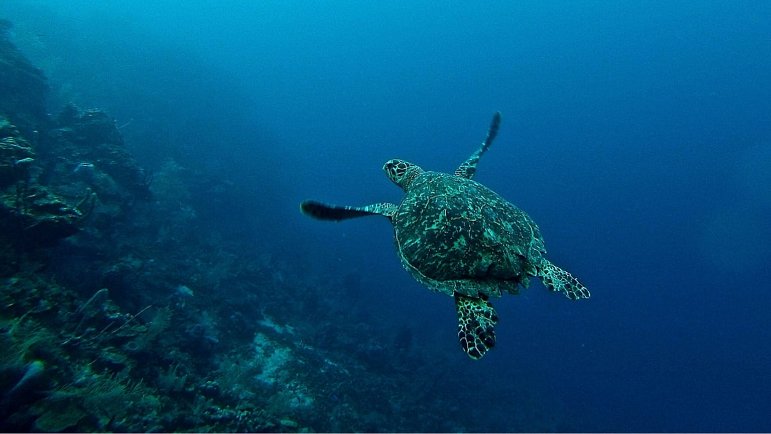 Watch how these turtles are protected in Costa Rica