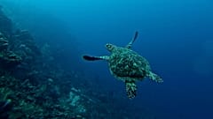 Watch how these turtles are protected in Costa Rica