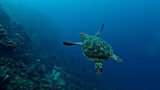 Watch how these turtles are protected in Costa Rica