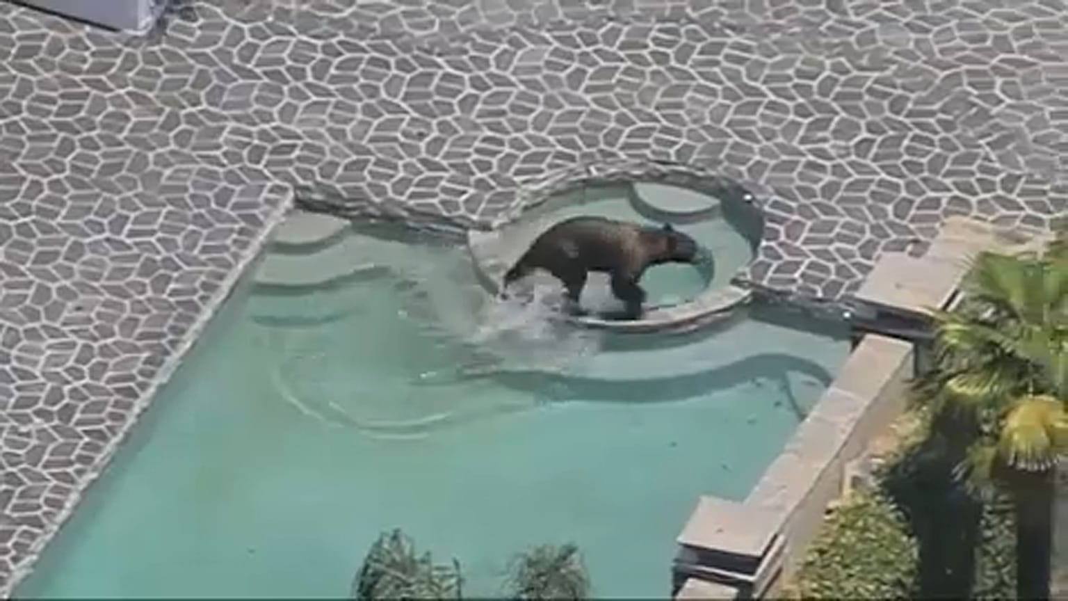 خرسی که از گرما به استخر خانه پناه برد