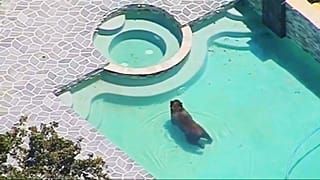Pas une température à mettre un ours dehors