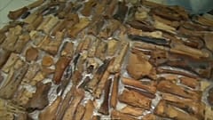 آثار الحيوانات التي تم اكتشافها
