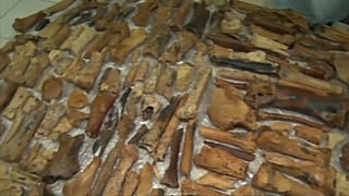 آثار الحيوانات التي تم اكتشافها