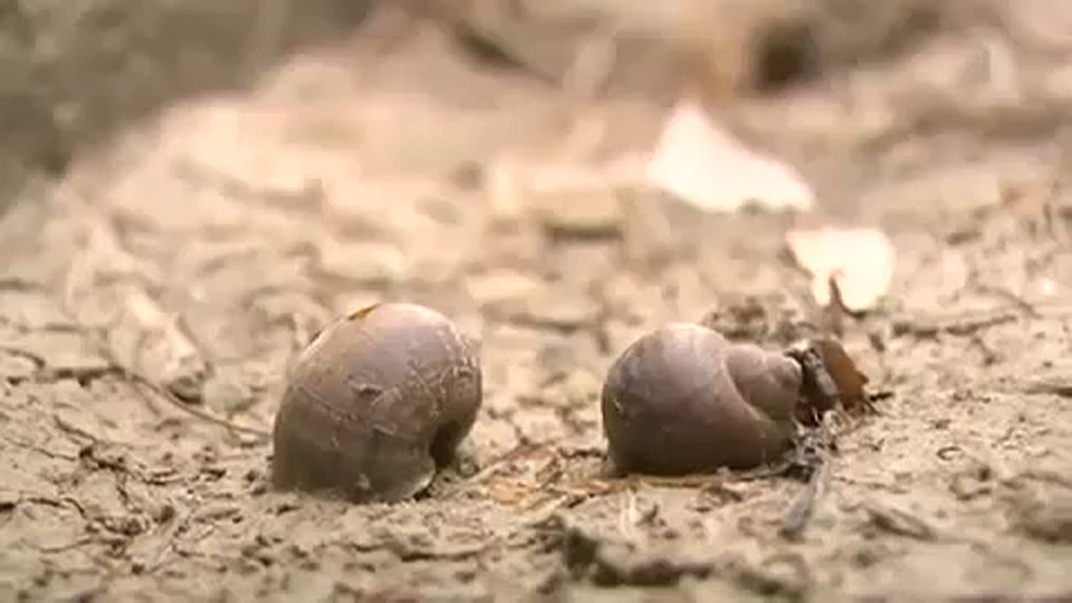 Extrém időjárás a távol-keleten