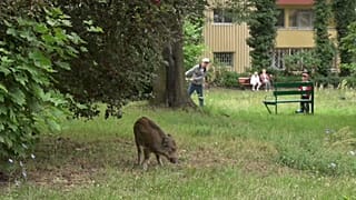 Кабаны в большом городе