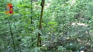 Marijuana worth millions seized in Italy