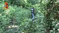 Χασισοφυτείες-μαμούθ εντοπίστηκαν στην Καλαβρία 