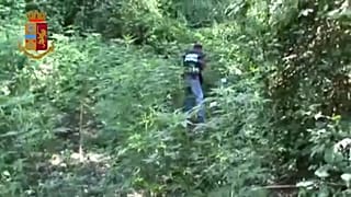 Χασισοφυτείες-μαμούθ εντοπίστηκαν στην Καλαβρία 