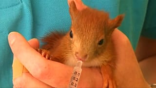 Hitzealarm in der Eichhörnchen-Hilfe