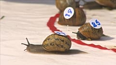 Numa corrida de caracóis, ganhará o mais rápido?