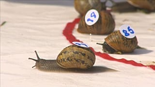 Nem a tempó számít - csigavébé Angliában