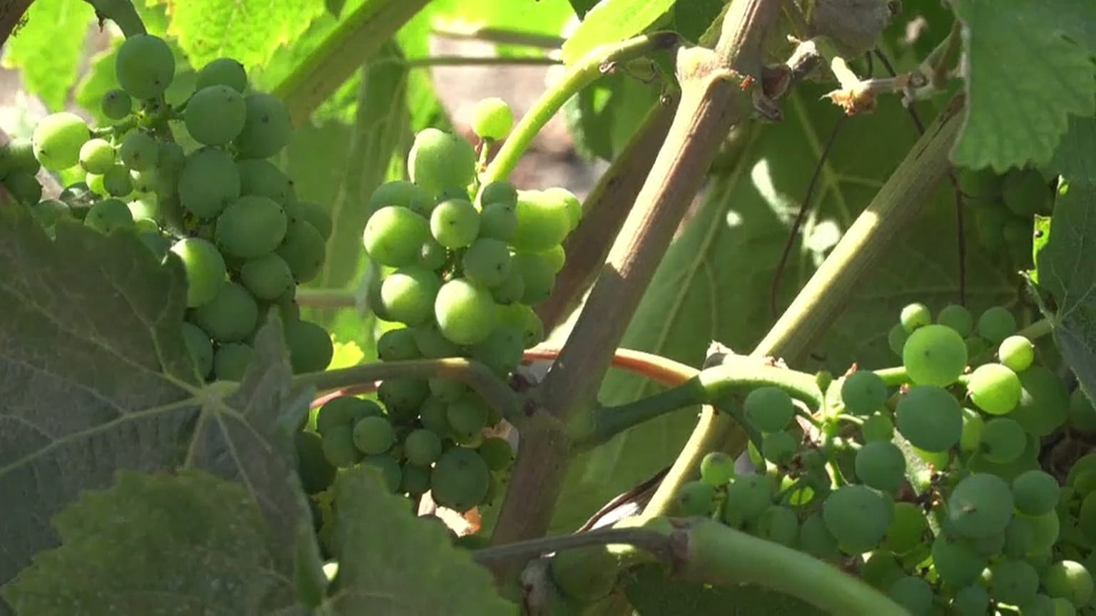 Guerre commerciale : l'inquiétude des viticulteurs californiens